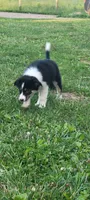 Clover, a female Border Collie for sale in Purcellville, VA – 3 of 10