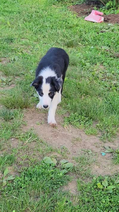 Rose, a female Border Collie for sale in Purcellville, VA – 9 of 10
