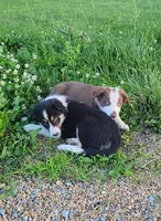 Clover, a female Border Collie for sale in Purcellville, VA – 6 of 10