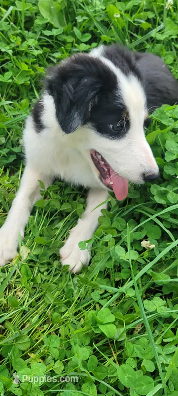 Rose – Border Collie puppy for sale in Purcellville, VA