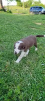 Buttercup, a female Border Collie for sale in Purcellville, VA – 4 of 10