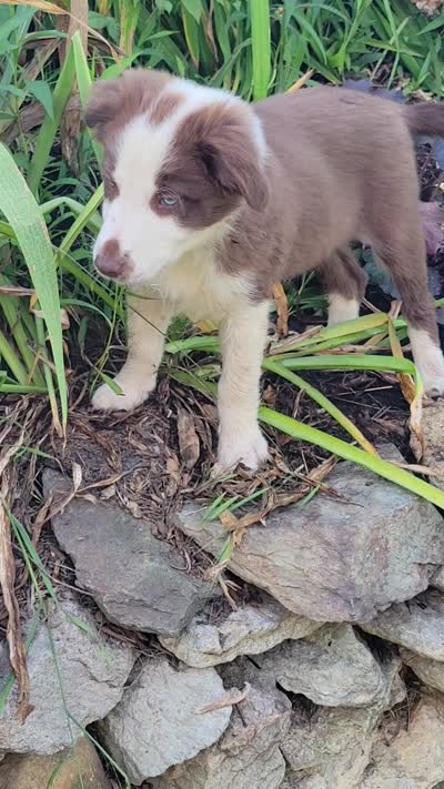 Buttercup, a female Border Collie for sale in Purcellville, VA – 7 of 10
