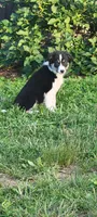 Clover, a female Border Collie for sale in Purcellville, VA – 2 of 10