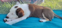 Mr. T., a male Border Collie for sale in Purcellville, VA – 2 of 10