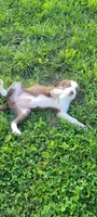 Buttercup, a female Border Collie for sale in Purcellville, VA – 3 of 10