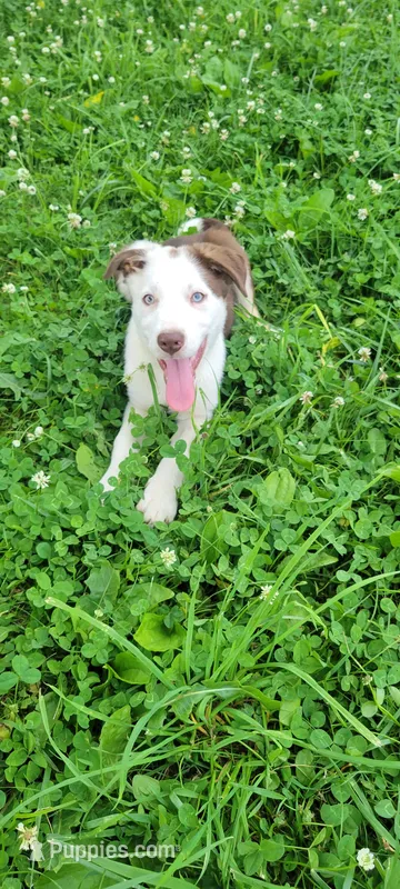 Mr. T. – Border Collie puppy for sale in Purcellville, VA