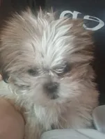 Moppy, a female Shih Tzu for sale in Springfield, MO – 4 of 7