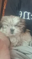 Moppy, a female Shih Tzu for sale in Springfield, MO – 2 of 7