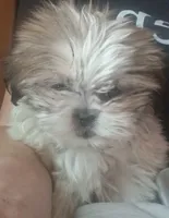 Moppy, a female Shih Tzu for sale in Springfield, MO – 3 of 7