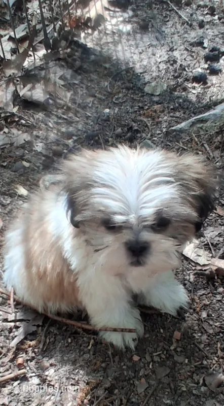 Moppy – Shih Tzu puppy for sale in Springfield, MO