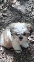 Moppy, a female Shih Tzu for sale in Springfield, MO – 1 of 7