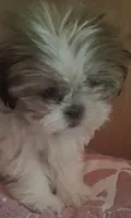 Moppy, a female Shih Tzu for sale in Springfield, MO – 5 of 7