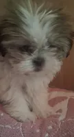 Moppy, a female Shih Tzu for sale in Springfield, MO – 6 of 7