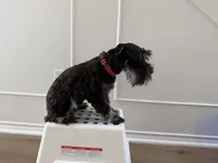 Milo, a male Miniature Schnauzer for sale in Richmond, TX – 3 of 6