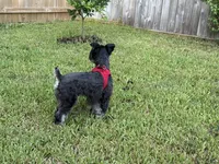 Milo, a male Miniature Schnauzer for sale in Richmond, TX – 5 of 6