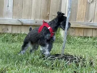 Milo, a male Miniature Schnauzer for sale in Richmond, TX – 4 of 6