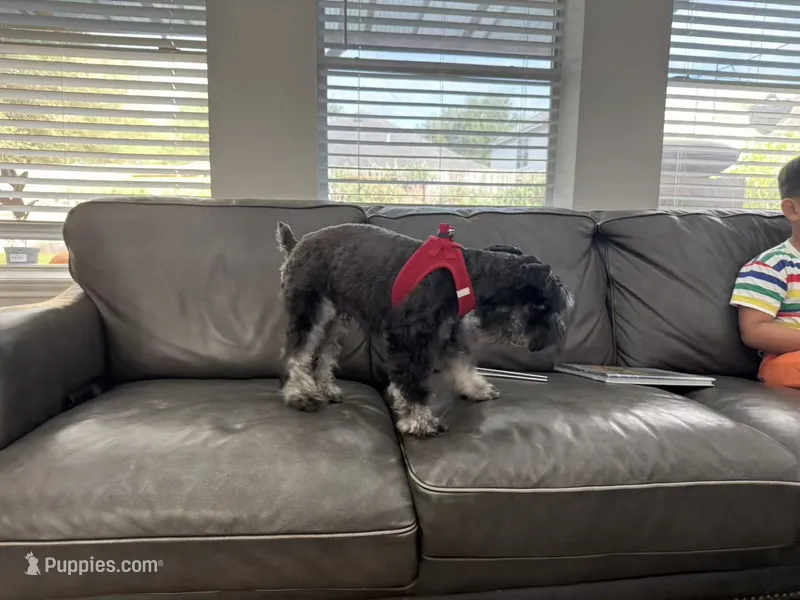 Milo – Miniature Schnauzer puppy for sale in Richmond, TX
