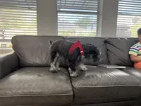 Milo, a male Miniature Schnauzer for sale in Richmond, TX – 1 of 6