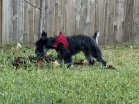 Milo, a male Miniature Schnauzer for sale in Richmond, TX – 6 of 6