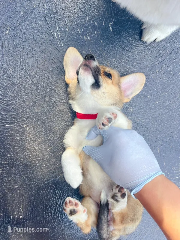 Pembroke welsh corgi – Pembroke Welsh Corgi puppy for sale in Columbus, OH