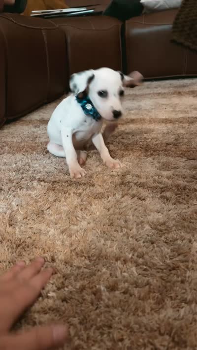 Violet AKC, a female Dalmatian for sale in Joplin, MO – 4 of 4