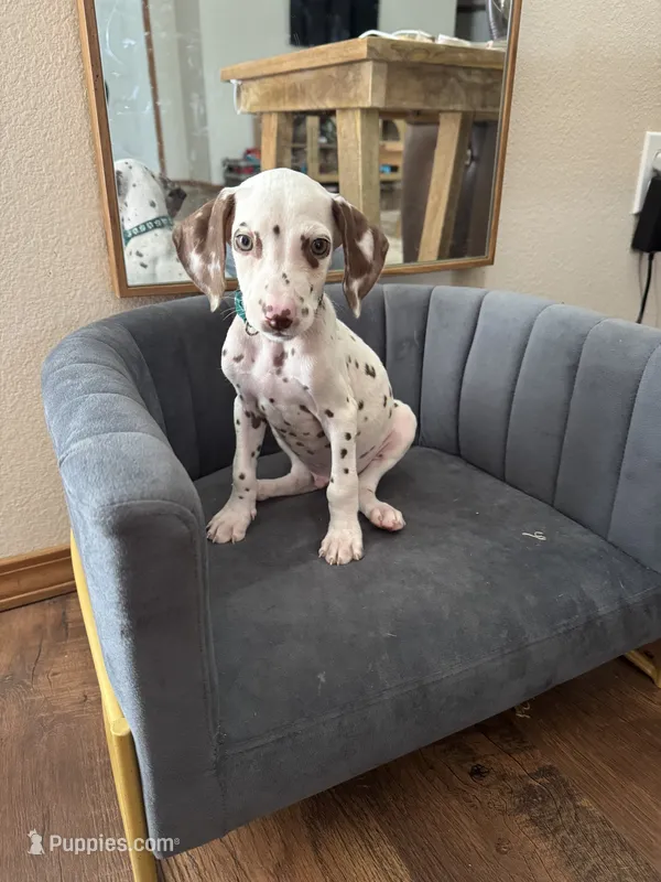 Simon AKC – Dalmatian puppy for sale in Joplin, MO