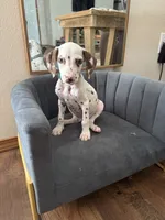 Simon AKC, a male Dalmatian for sale in Joplin, MO – 1 of 2