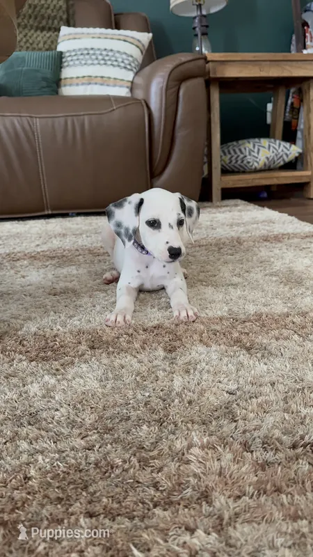 Violet AKC – Dalmatian puppy for sale in Joplin, MO
