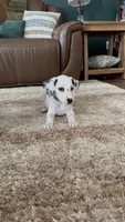 Violet AKC, a female Dalmatian for sale in Joplin, MO – 1 of 4