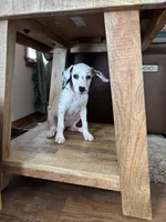 Violet AKC, a female Dalmatian for sale in Joplin, MO – 2 of 4