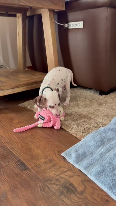 Simon AKC, a male Dalmatian for sale in Joplin, MO – 2 of 2
