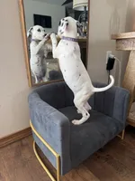 Violet AKC, a female Dalmatian for sale in Joplin, MO – 3 of 4