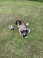 Miss Scarlet, a female Cavalier King Charles Spaniel for sale in Covington, LA – 5 of 8