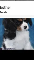 Miss Scarlet, a female Cavalier King Charles Spaniel for sale in Covington, LA – 7 of 8