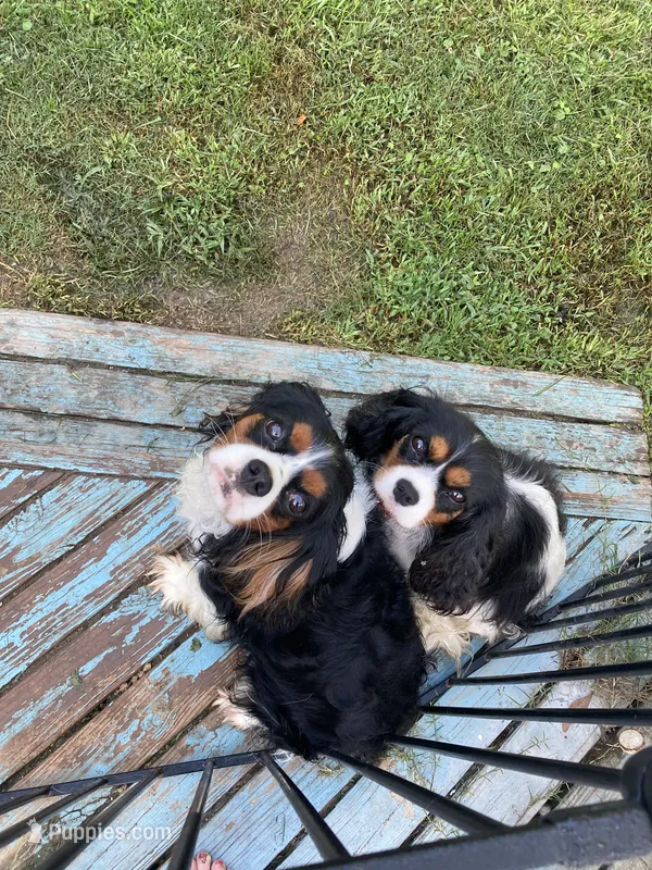 Miss Scarlet – Cavalier King Charles Spaniel puppy for sale in Covington, LA