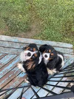 Miss Scarlet, a female Cavalier King Charles Spaniel for sale in Covington, LA – 1 of 8