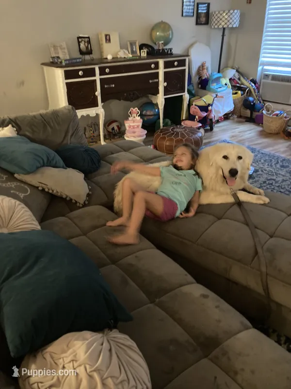Opal – Great Pyrenees puppy for sale in Covington, LA