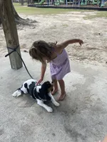 Miss Scarlet, a female Cavalier King Charles Spaniel for sale in Covington, LA – 2 of 8