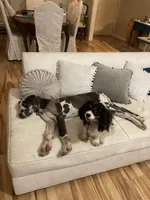 Miss Scarlet, a female Cavalier King Charles Spaniel for sale in Covington, LA – 3 of 8