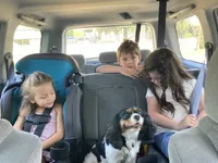 Miss Scarlet, a female Cavalier King Charles Spaniel for sale in Covington, LA – 4 of 8