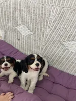 Miss Scarlet, a female Cavalier King Charles Spaniel for sale in Covington, LA – 8 of 8