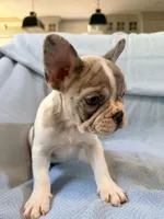 Chewie - AKC Registered, a male French Bulldog for sale in New London, NC – 2 of 10