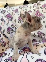 Leia - AKC Registered, a female French Bulldog for sale in New London, NC – 6 of 10