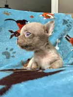 Grogu, a male French Bulldog for sale in New London, NC – 4 of 10