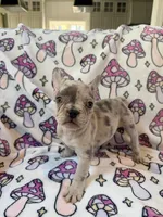 Leia - AKC Registered, a female French Bulldog for sale in New London, NC – 4 of 10