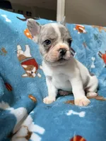 Chewie, a male French Bulldog for sale in New London, NC – 2 of 10