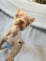 Grogu - AKC Registered, a male French Bulldog for sale in New London, NC – 10 of 10
