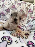 Leia - AKC Registered, a female French Bulldog for sale in New London, NC – 8 of 10