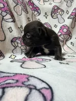 Yoda, a female French Bulldog for sale in New London, NC – 7 of 10