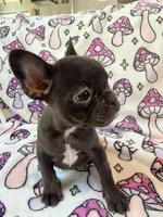 Yoda - AKC Registered, a female French Bulldog for sale in New London, NC – 3 of 7